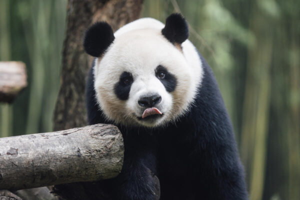 Hong Kong welcomes new giant pandas gifted by Beijing, raising hopes for tourism boost