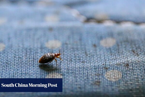 Don’t let bedbugs bite! How did pests land in Hong Kong hospital and how do you avoid infestations?