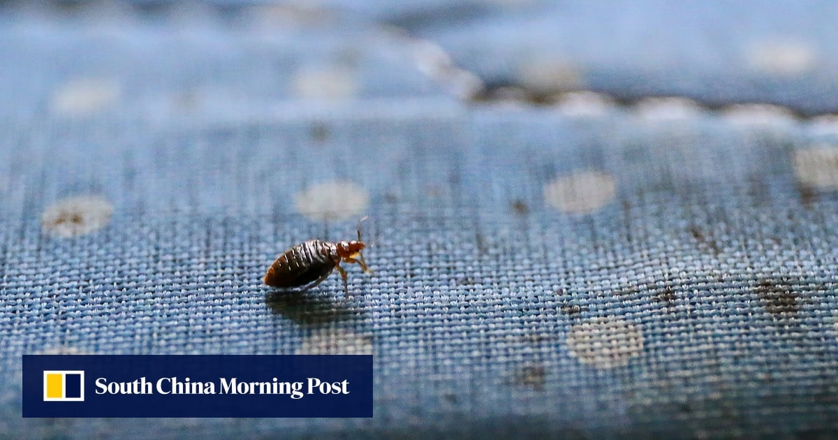 Don’t let bedbugs bite! How did pests land in Hong Kong hospital and how do you avoid infestations?