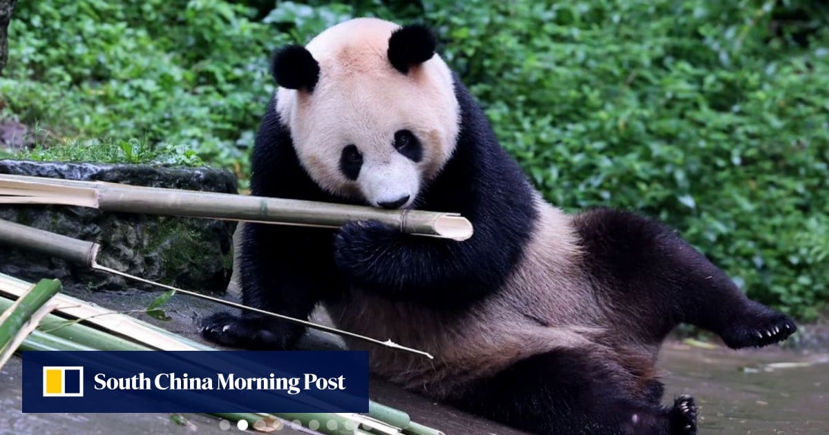 Hong Kong to create panel to name giant pandas being gifted to city by Beijing