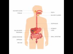 Lifestyle changes that contribute to colon cancer | Health