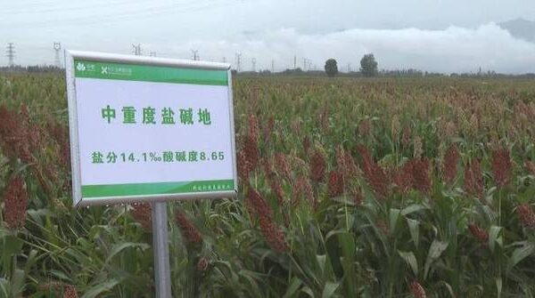 Cutting-edge technology transforms barren land in northwest China's Ningxia into lush fields