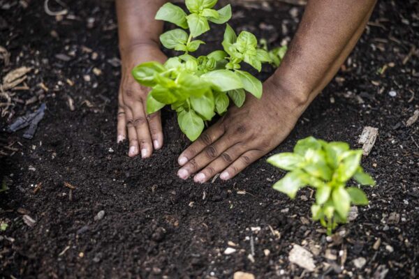 The Micronutrient Dubbed the 'Longevity Element'