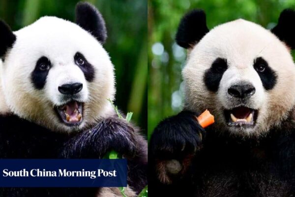 Hong Kong to hold naming contest for 2 new giant pandas in October, says John Lee