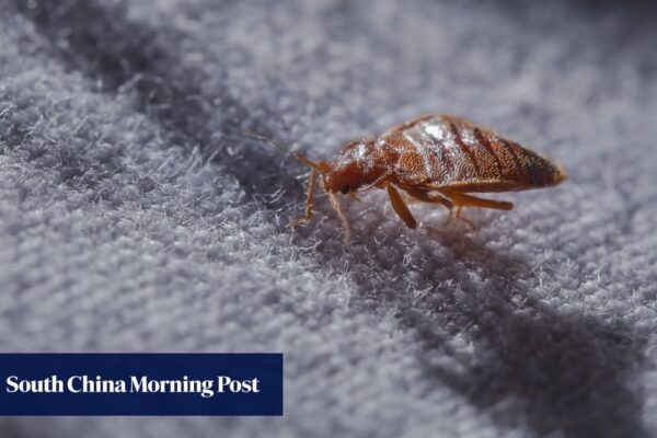 Hong Kong public hospital battling bedbug infestation; 4 patients with suspected bites