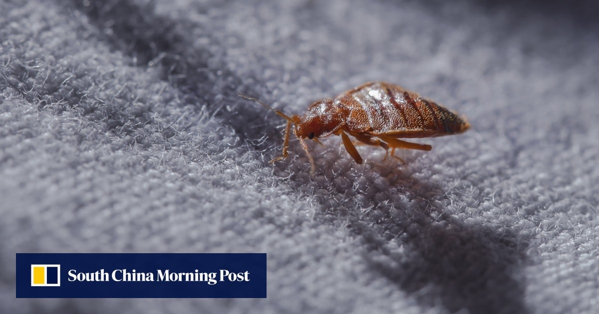 Hong Kong public hospital battling bedbug infestation; 4 patients with suspected bites