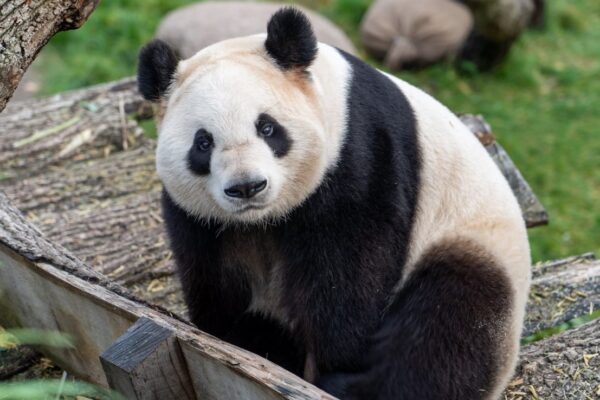 Finland Zoo To Return 2 Giant Pandas To China Because They Are Too Expensive To Keep