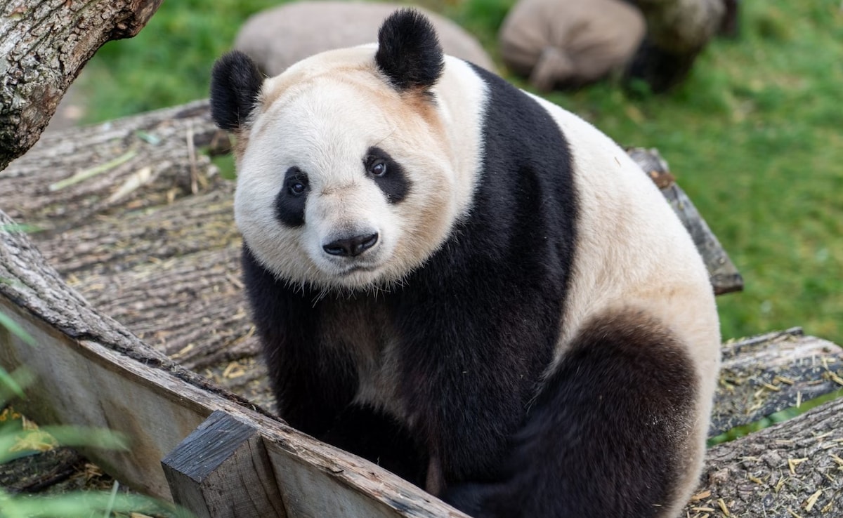 Finland Zoo To Return 2 Giant Pandas To China Because They Are Too Expensive To Keep