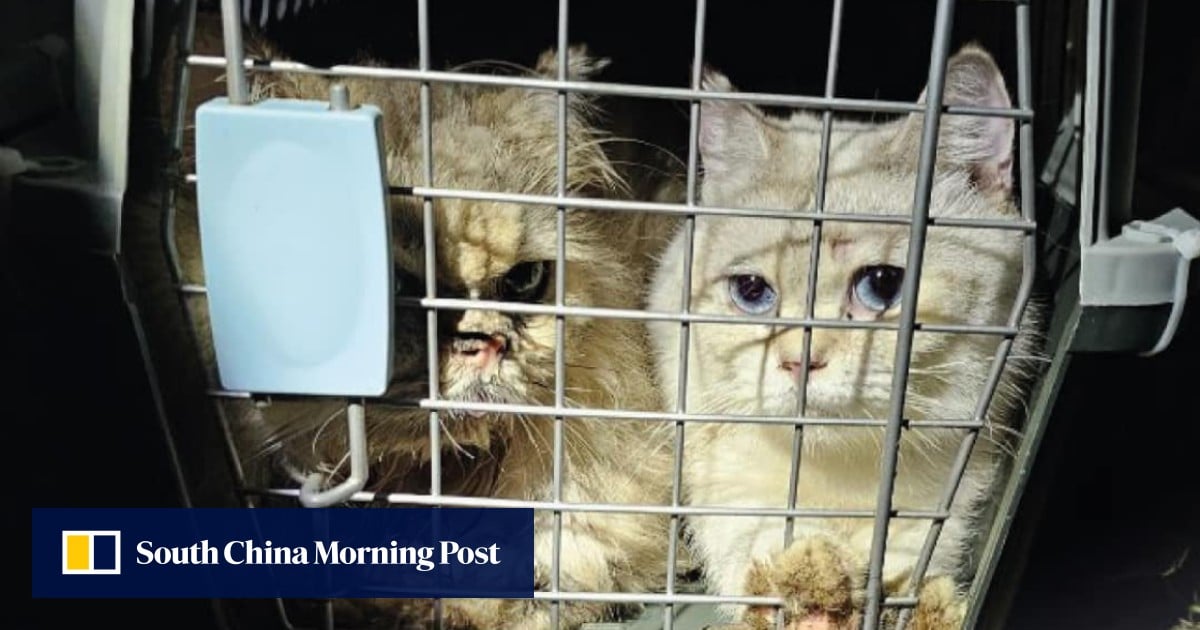 Hong Kong police investigate animal abandonment after 35 cats found in Sai Kung