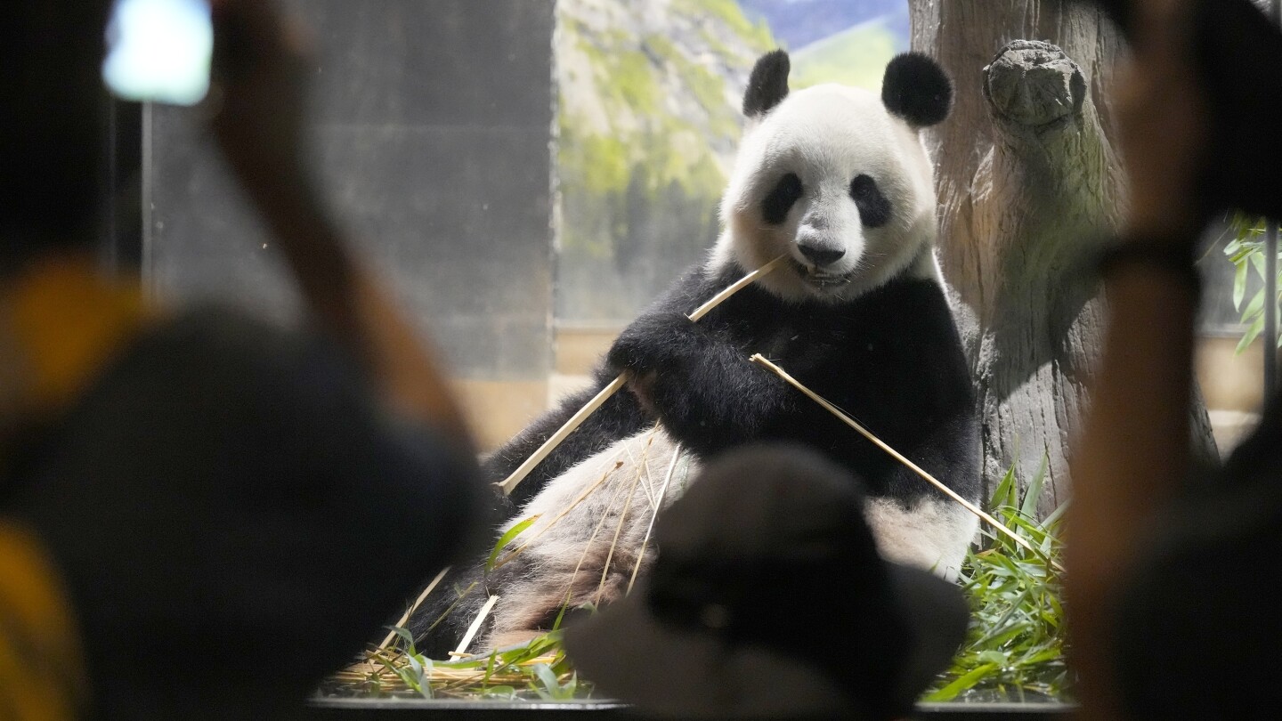 Japan bids farewell to panda pair before their return to China