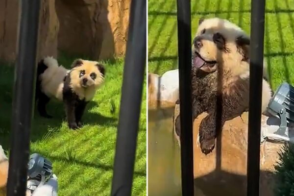 Chinese zoo admits its 'pandas' are just painted dogs