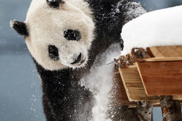 A zoo in Finland with financial woes is returning giant pandas to China