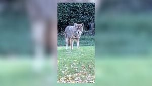 Man concerned for family’s safety after coyote spotted in front yard