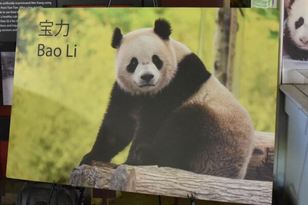 Giant Pandas Bao Li and Qing Bao Arriving Today At National Zoo