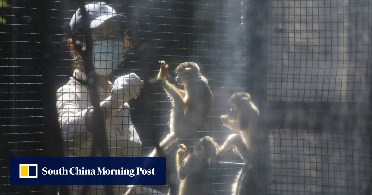 Hong Kong records 11th monkey death at zoo amid melioidosis outbreak