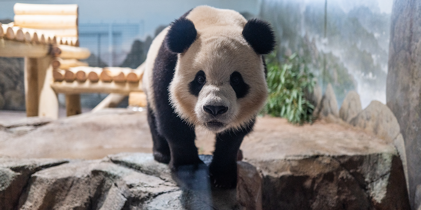 Giant Pandas Arrive at Smithsonian’s National Zoo and Conservation Biology Institute From China