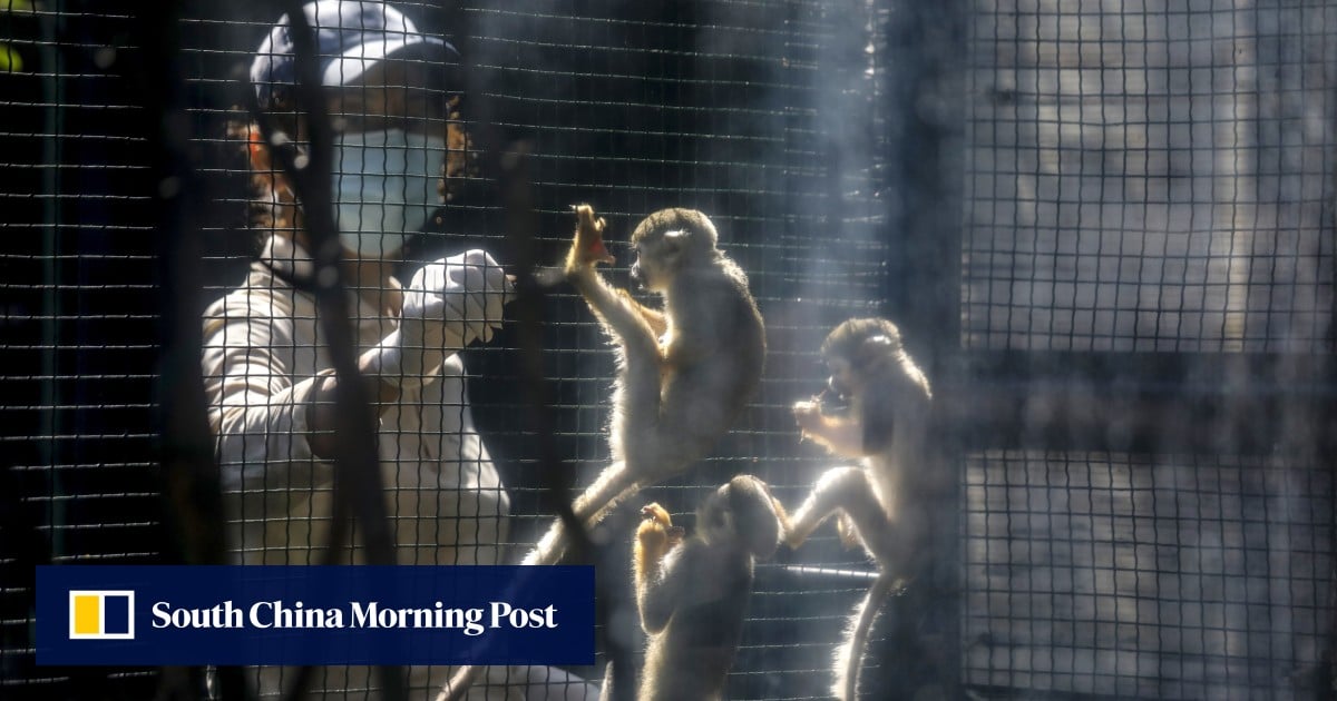 Another monkey dies at Hong Kong zoo, taking total to 10 amid melioidosis outbreak