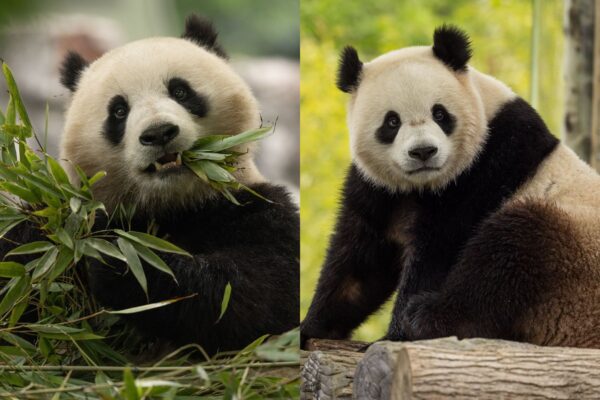 2 giant pandas to land in DC Tuesday. They’re destined for the National Zoo