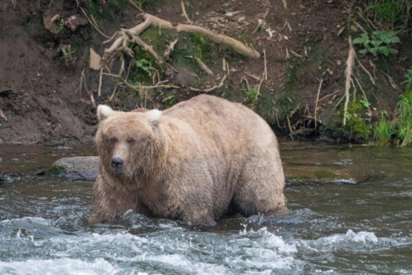 Fat Bear week thrown into chaos after cameras livestream killing