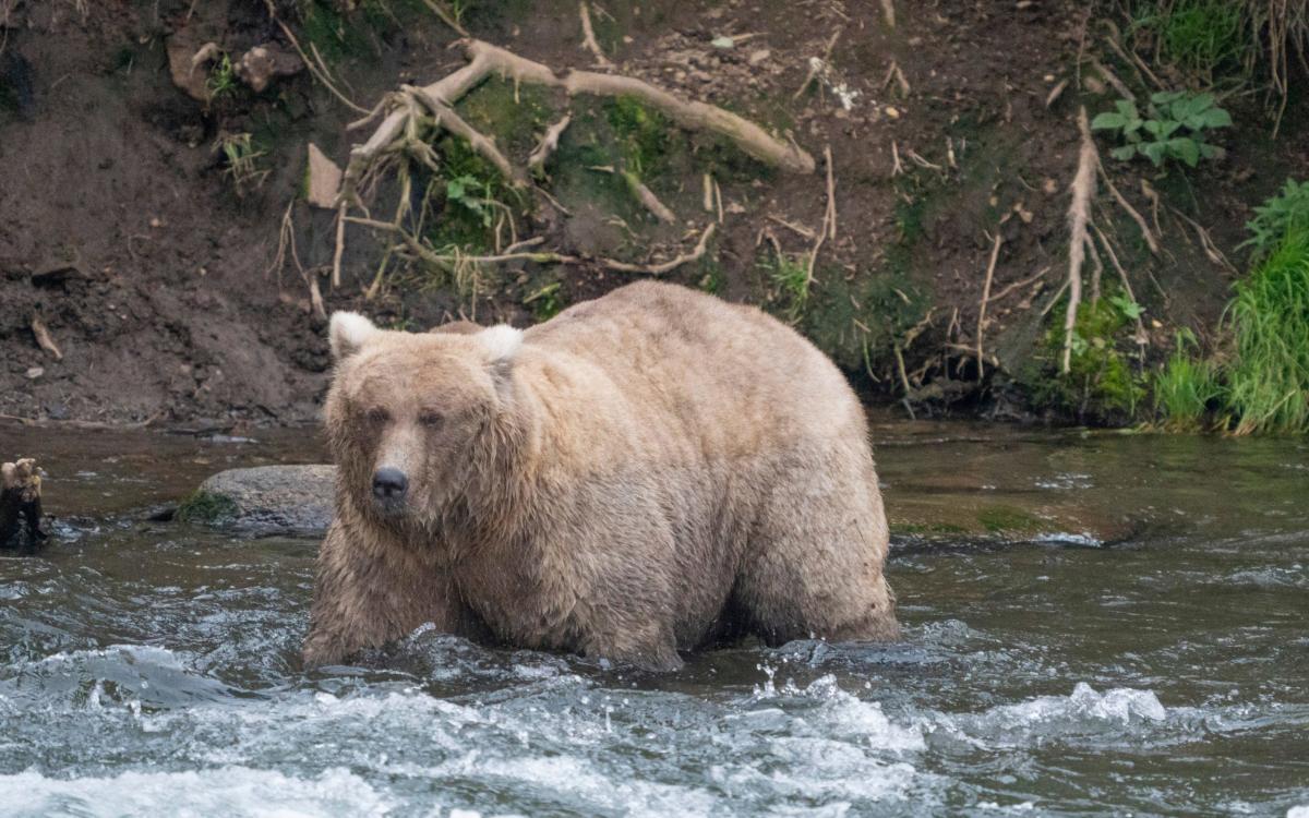 Fat Bear week thrown into chaos after cameras livestream killing
