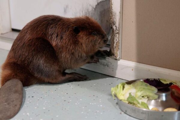 Nibi the beaver rests her paws on the side of a wall, with a bowl of vegetables including lettuce and red peppers positioned to her right