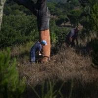 Portugal looks to put new twist on cork industry | World News