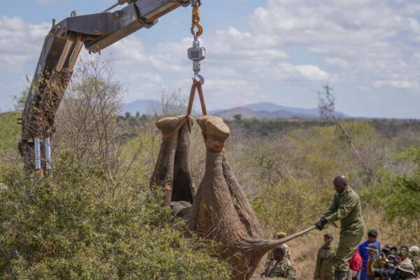 Kenya Elephants Relocation | Nation & World News