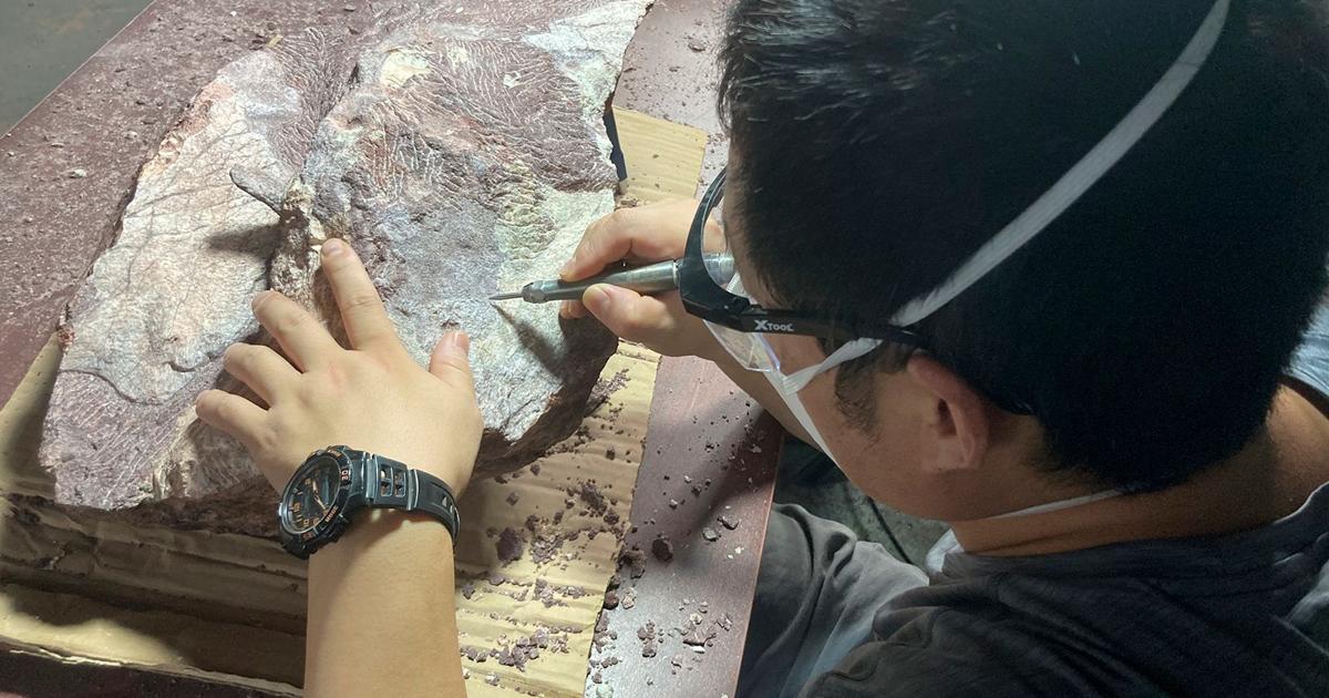 Dinosaur fossils discovered in Hong Kong for the first time | International News