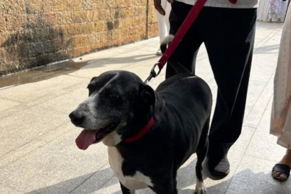 Ratan Tata's Dog Came To Pay Last Respects To Him