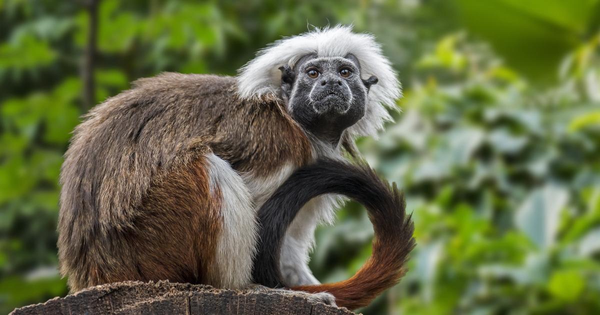 Hong Kong zoo officials reveal what killed 9 monkeys, including endangered Tamarins