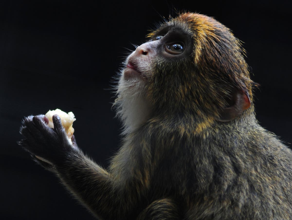 Hong Kong temporarily closes zoo after eight animals die in one day