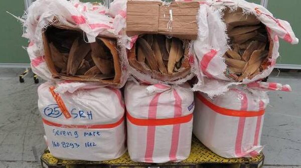 Hong Kong Customs Seizes $2.3 Million in Endangered Shark Fins and Sea Cucumbers at Airport