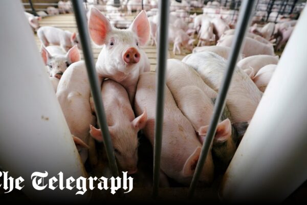 H5N1 bird flu detected in pig for the first time in the US