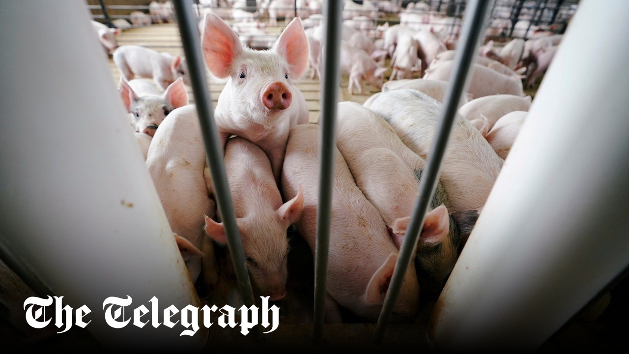 H5N1 bird flu detected in pig for the first time in the US