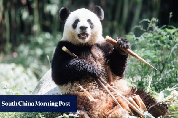 Hong Kong’s new pandas An An and Ke Ke explore Ocean Park home after finishing quarantine