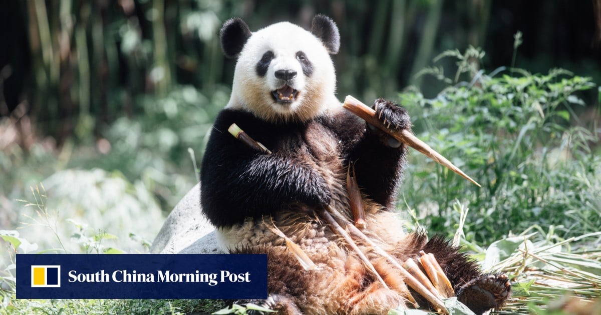 Hong Kong’s new pandas An An and Ke Ke explore Ocean Park home after finishing quarantine