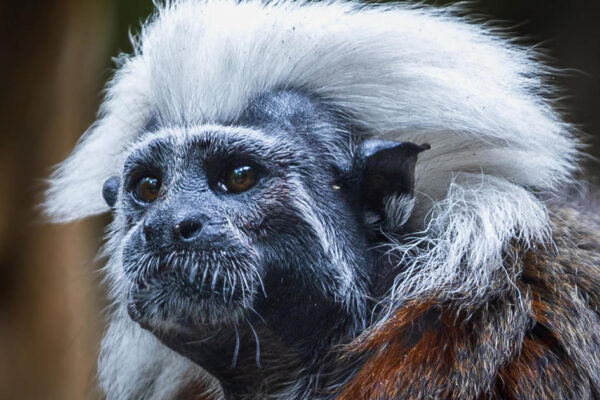 Part of Hong Kong's oldest zoo closed after 8 monkeys, including critically endangered Tamarins, found dead