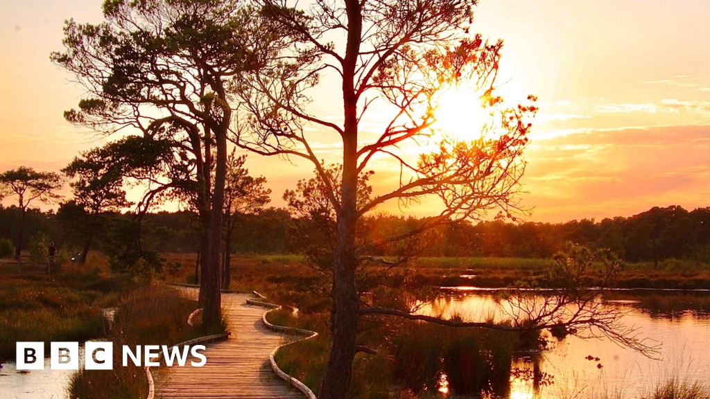 The image is a sunset image of Thursley Common boardwalk. Trees are silhouetted against an orange sky. To the left of the image is a wooden boardwalk with water either side.