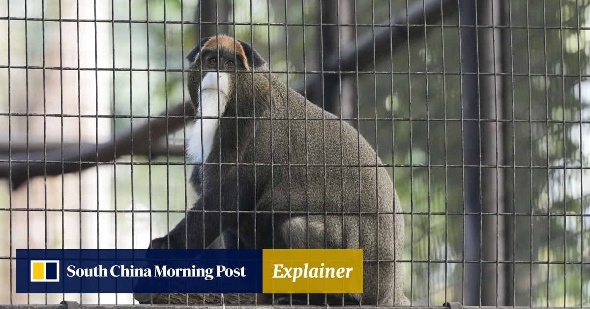 Hong Kong zoo melioidosis outbreak in monkeys: what is the disease and how does it spread?