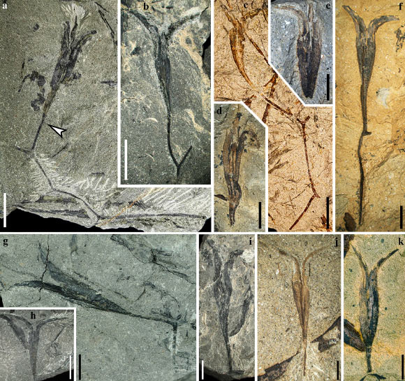 Fertile branches and seeds of Alasemenia tria. Image credit: Wang et al., doi: 10.7554/eLife.92962.3.