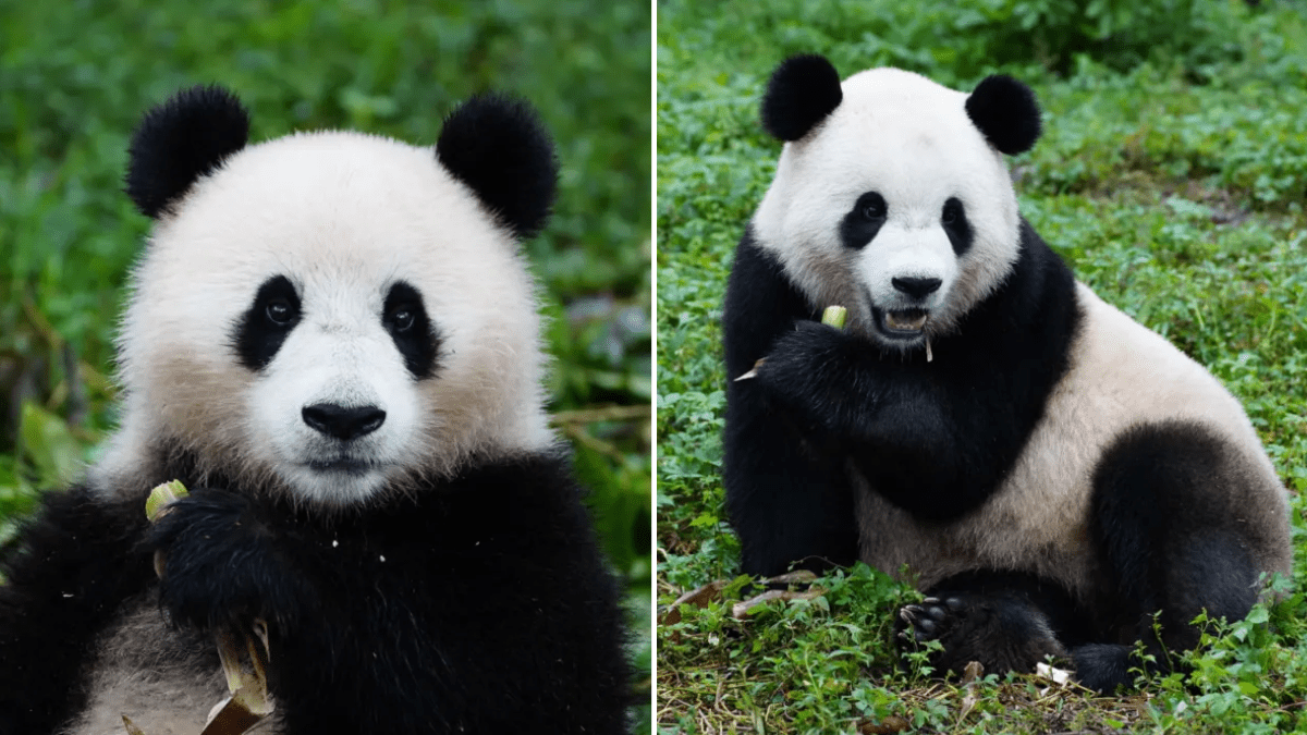 Giant pandas arrive in Washington, DC – NBC4 Washington