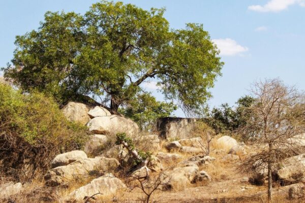 South Africa launches scheme to woo tourists from India, China