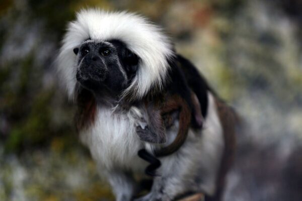 A cotton-top tamarin monkey. Three of them died at Hong Kong's oldest zoo following the outbreak. File pic: Reuters