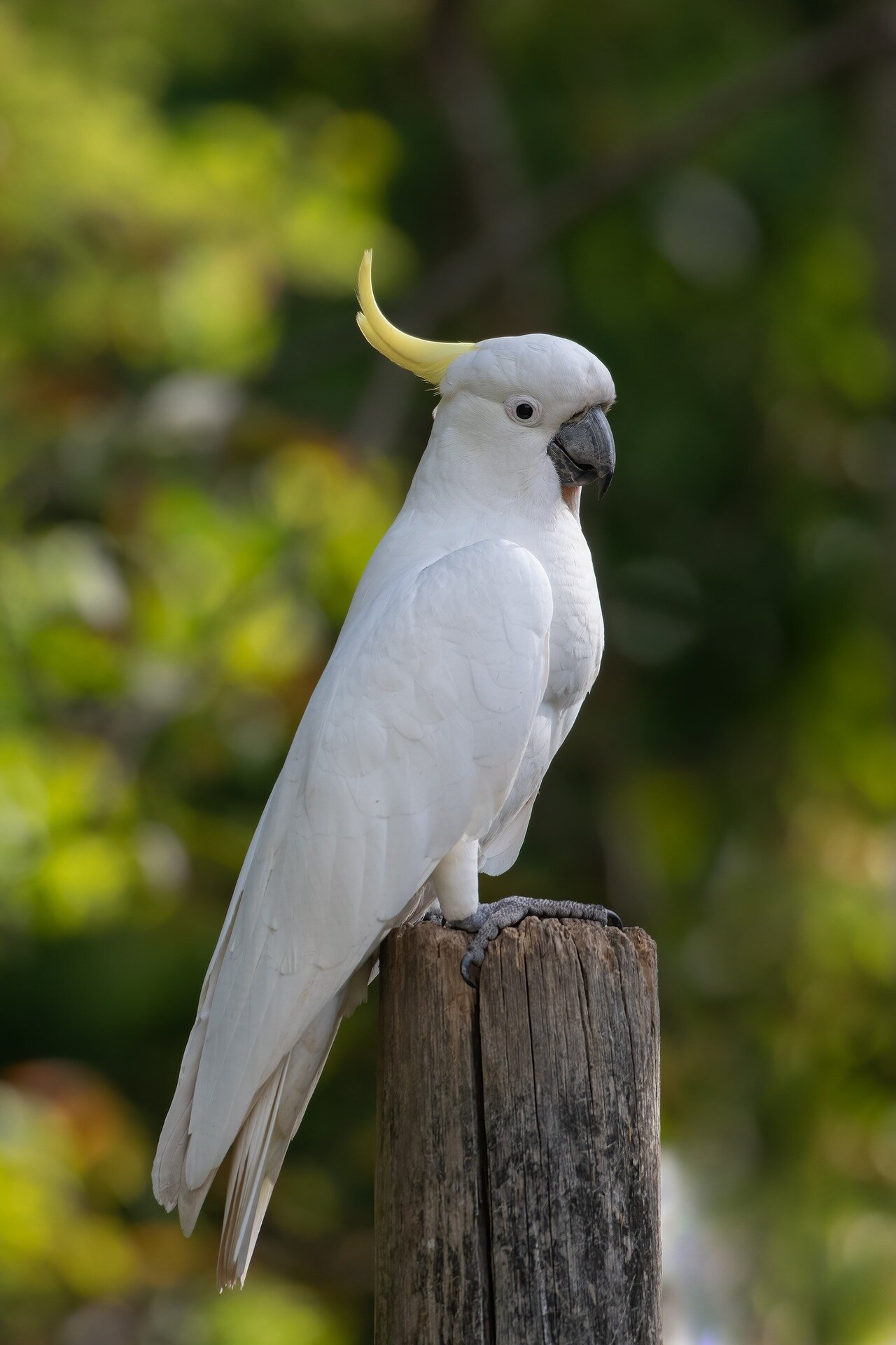 Mobile phone networks and Bluetooth technology could help researchers improve animal tracking