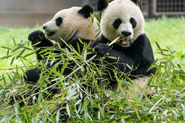 2 giant pandas start journey from China to DC's National Zoo