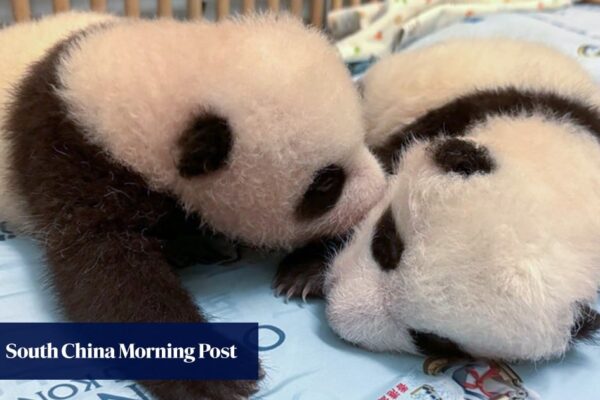 Hong Kong’s Ocean Park to celebrate panda cubs’ 100th day with red eggs, ginger pork knuckles