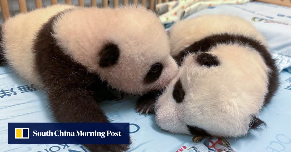 Hong Kong’s Ocean Park to celebrate panda cubs’ 100th day with red eggs, ginger pork knuckles