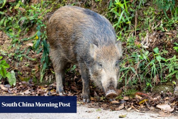 In China’s cities, rampaging boars a growing menace as wild pig population soars