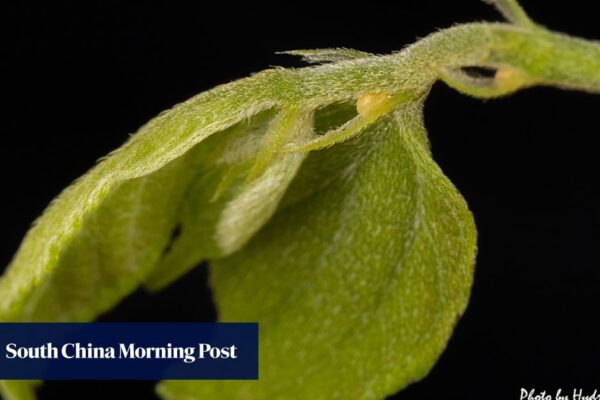 Traces of rare butterfly species found in Hong Kong for first time in 13 years