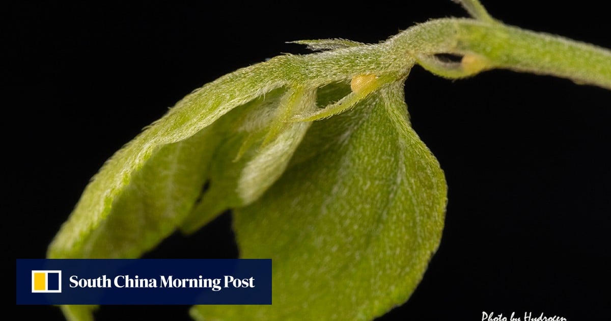 Traces of rare butterfly species found in Hong Kong for first time in 13 years